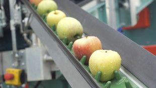 Apples on Food Conveyer